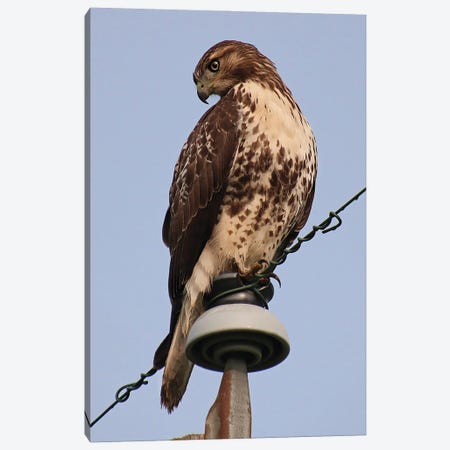 Red-Tailed Hawk Canvas Print #SVE69} by Steve Toole Canvas Print