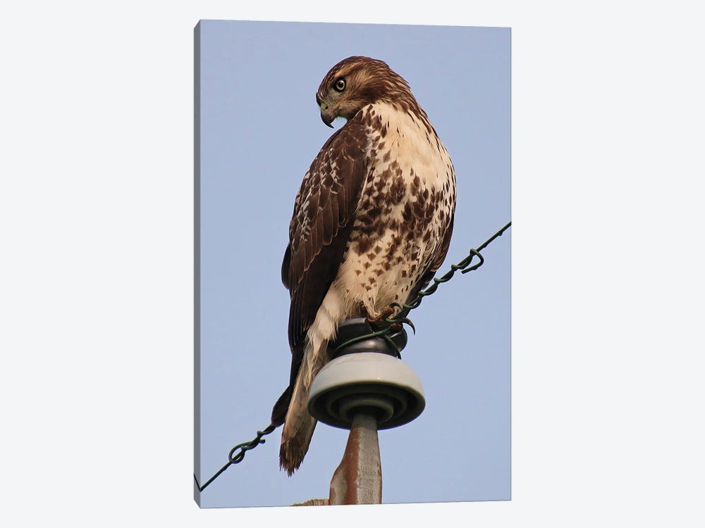 Red-Tailed Hawk by Steve Toole 1-piece Canvas Print