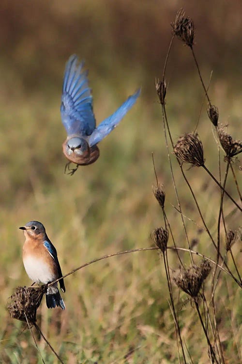 Eastern Bluebirds