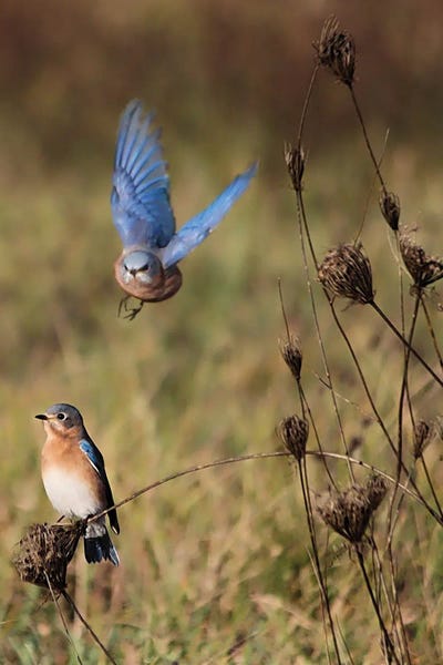 Steve Toole: Eastern Bluebirds by Steve Toole