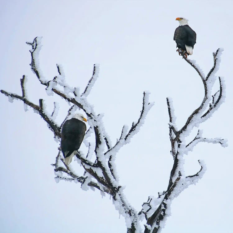 A Frosty Pair