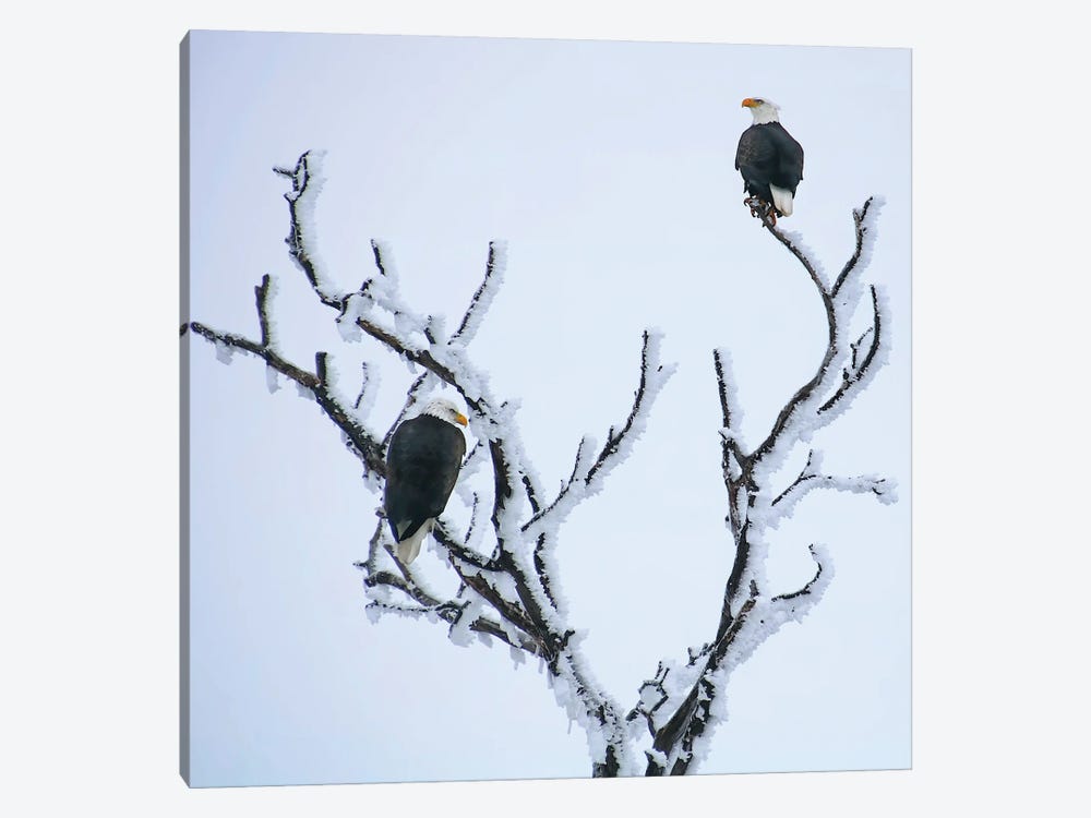 A Frosty Pair by Steve Toole 1-piece Canvas Art