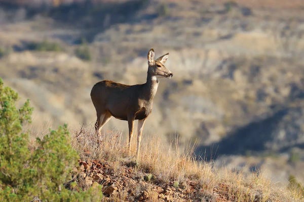 Steve Toole: Mule Deer Doe by Steve Toole