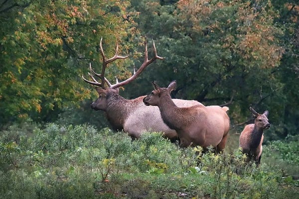Steve Toole: Elk Family by Steve Toole