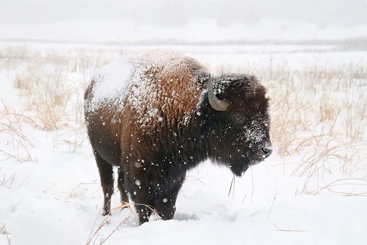 Lone Bison