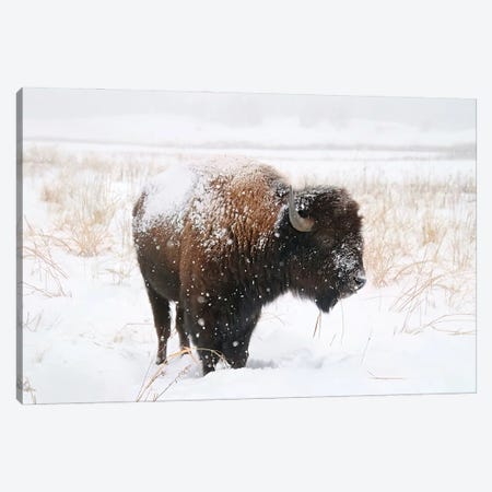 Lone Bison Canvas Print #SVE77} by Steve Toole Art Print