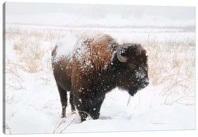 Lone Bison Canvas Art Print - Bison & Buffalo Art