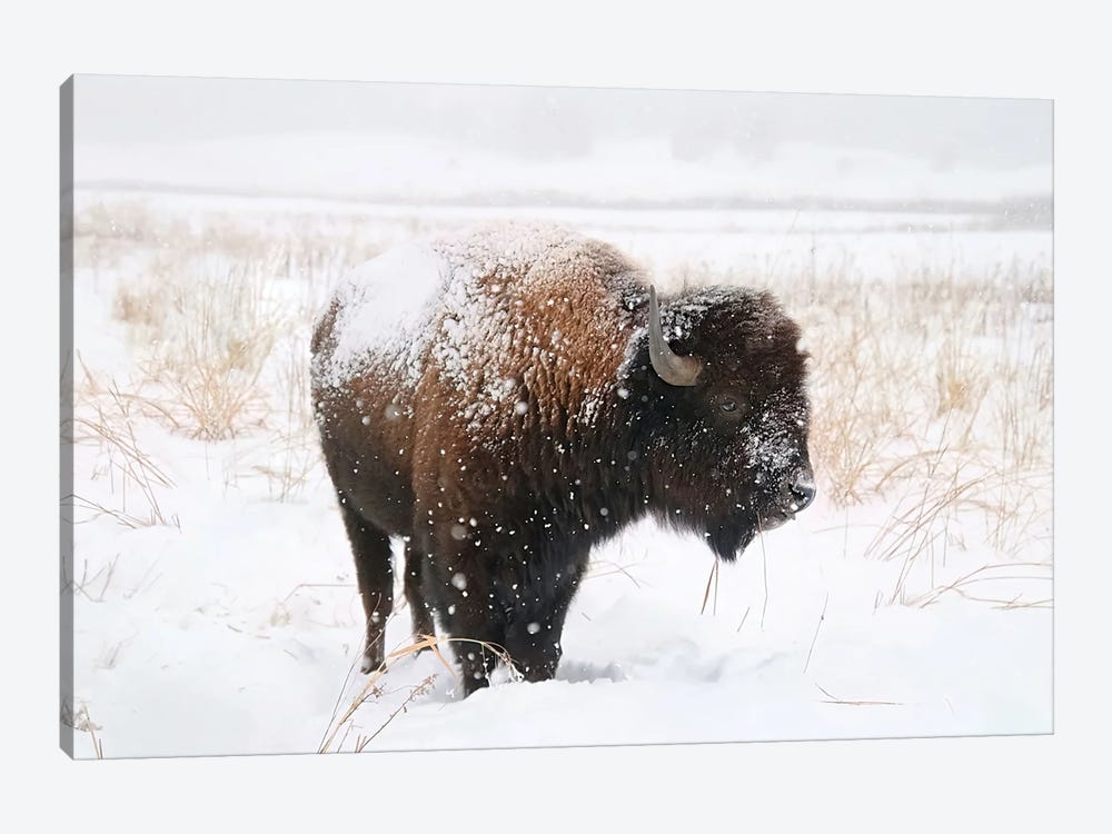Lone Bison by Steve Toole 1-piece Canvas Art