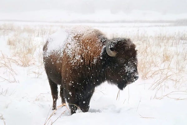 Lone Bison