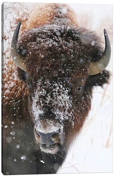Perfect Weather Canvas Art Print - Bison & Buffalo Art