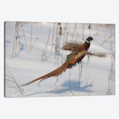 Ring-Necked Pheasant Canvas Print #SVE79} by Steve Toole Canvas Wall Art