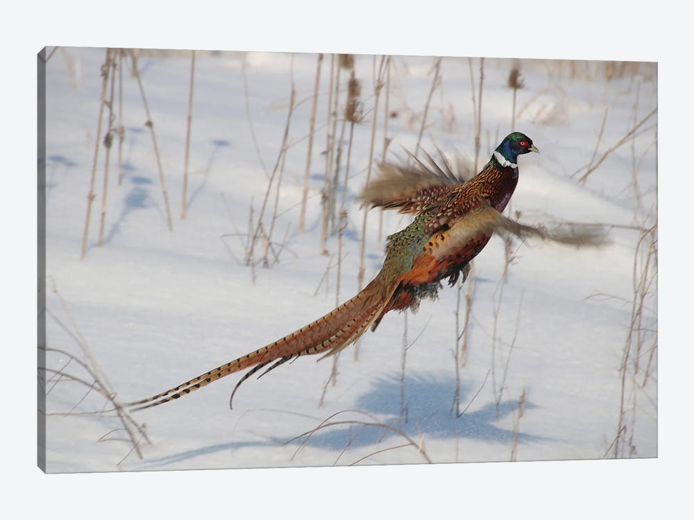 Ring-Necked Pheasant by Steve Toole 1-piece Canvas Artwork