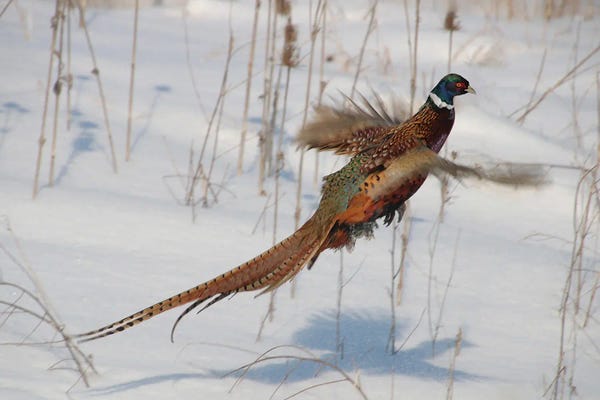 Steve Toole: Ring-Necked Pheasant by Steve Toole