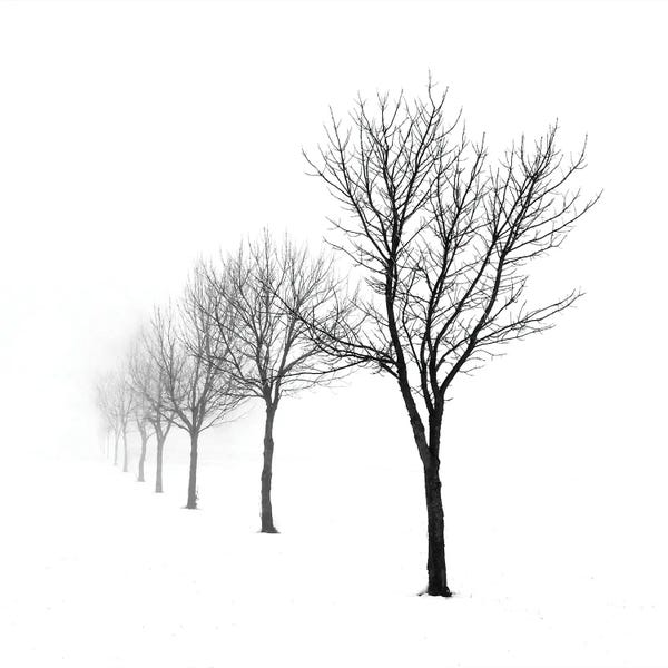 Steve Toole: Tree Line by Steve Toole