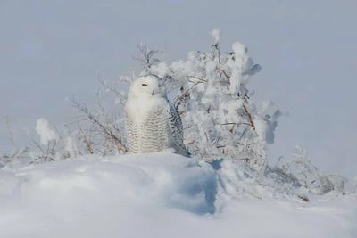 Snowy Owl by Steve Toole art print
