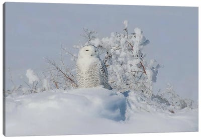 Snowy Owl Canvas Art Print - Steve Toole