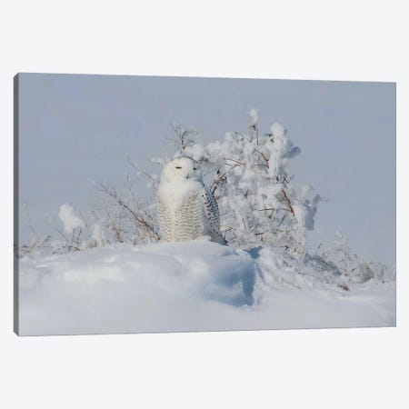 Snowy Owl Canvas Print #SVE80} by Steve Toole Canvas Print