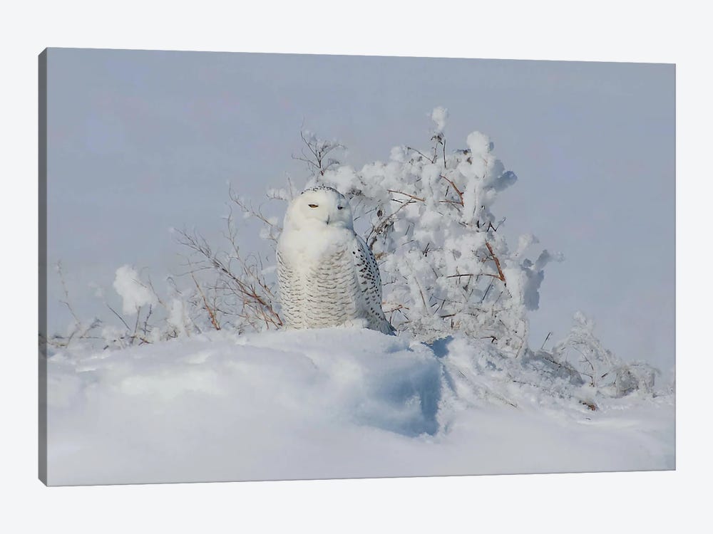 Snowy Owl by Steve Toole 1-piece Canvas Art