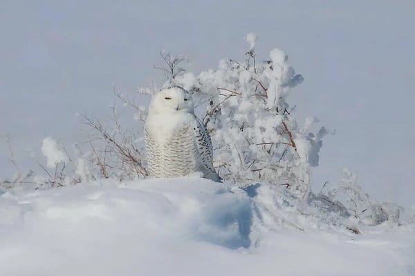 Steve Toole: Snowy Owl by Steve Toole