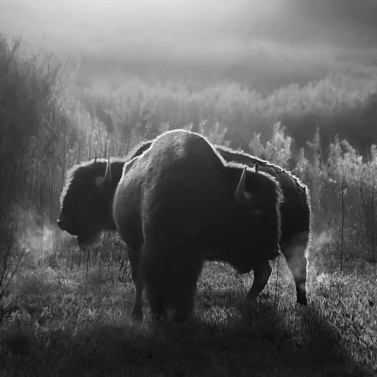 Buffalo Breath by Steve Toole wall art