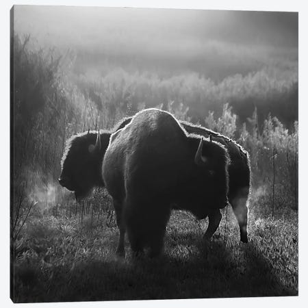 Buffalo Breath Canvas Print #SVE82} by Steve Toole Canvas Print