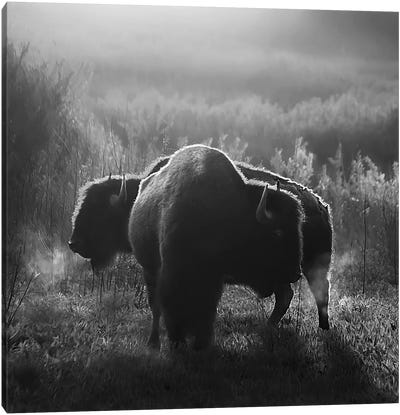 Buffalo Breath Canvas Art Print - Steve Toole