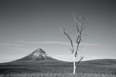 North Dakota Forest by Steve Toole art print