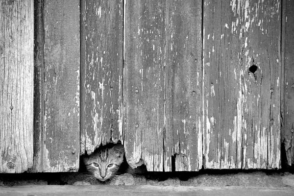 Steve Toole: Peeking Out by Steve Toole