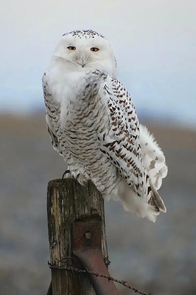 Steve Toole: Queen Of The County by Steve Toole