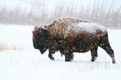 Bison & Buffaloes