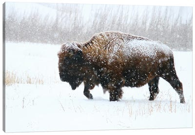 Moving On Canvas Art Print - Bison & Buffalo Art