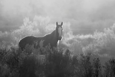 Buenos Dias by Steve Toole art print