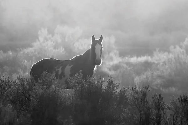 Steve Toole: Buenos Dias by Steve Toole