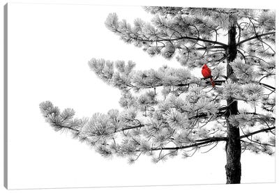 Winter Cardinal Canvas Art Print - Steve Toole