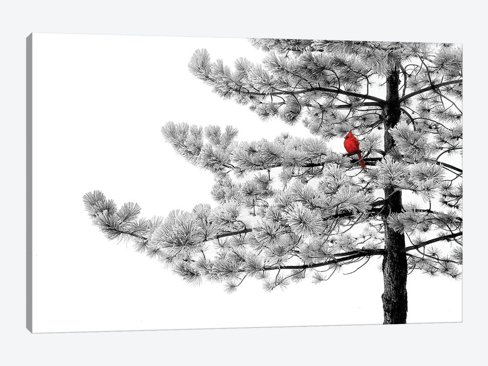 Winter Cardinal by Steve Toole 1-piece Canvas Art