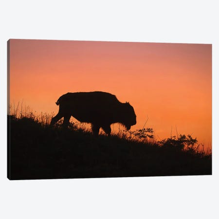 Bison At Sunset Canvas Print #SVE91} by Steve Toole Canvas Art