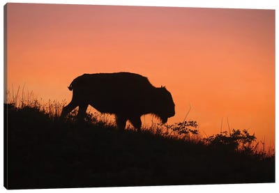 Bison At Sunset Canvas Art Print - Steve Toole