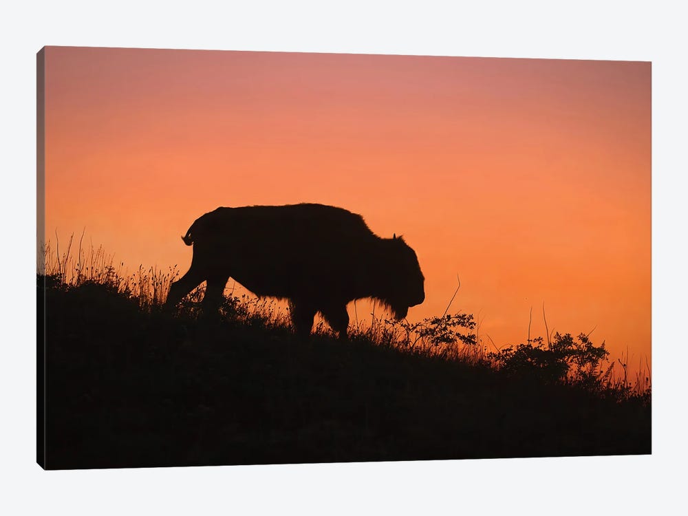 Bison At Sunset by Steve Toole 1-piece Canvas Wall Art