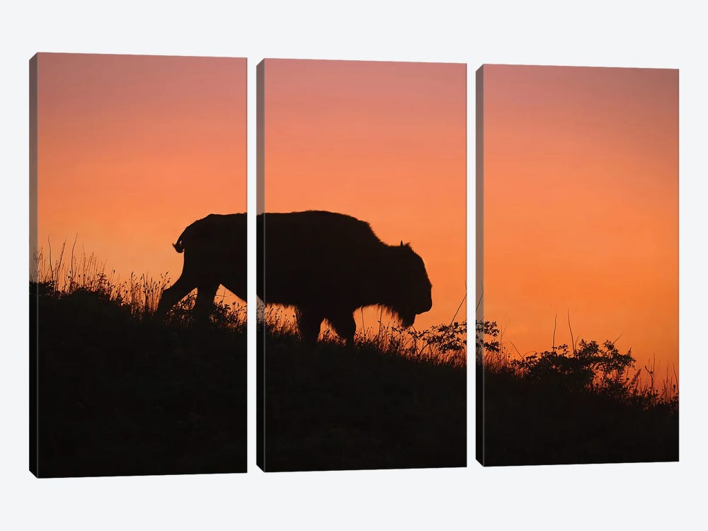Bison At Sunset by Steve Toole 3-piece Canvas Wall Art
