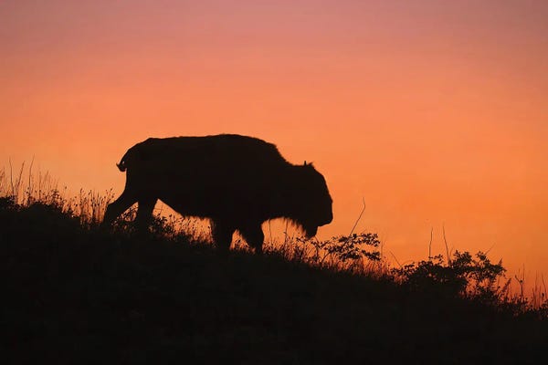 Steve Toole: Bison At Sunset by Steve Toole