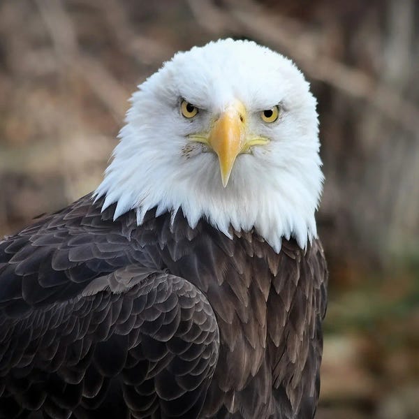 Steve Toole: Bald Eagle II by Steve Toole