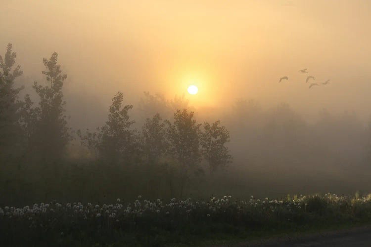 Misty Morning