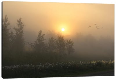Misty Morning Canvas Art Print - Steve Toole