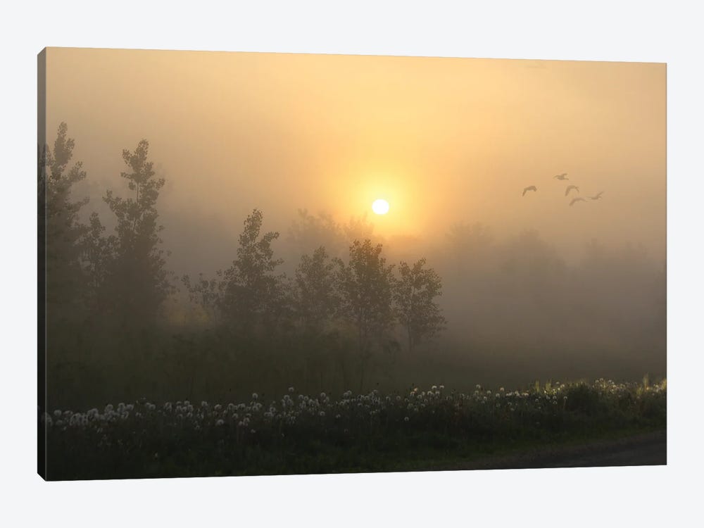 Misty Morning by Steve Toole 1-piece Canvas Art Print