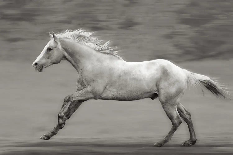 Palomino