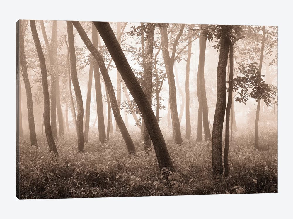 Reticent Woods by Igor Svibilsky 1-piece Canvas Art
