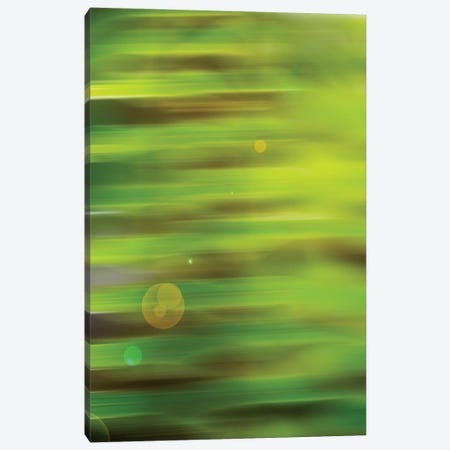 Abstract Green Flora With Lens Flare Canvas Print #SVN2} by Savanah Plank Canvas Artwork