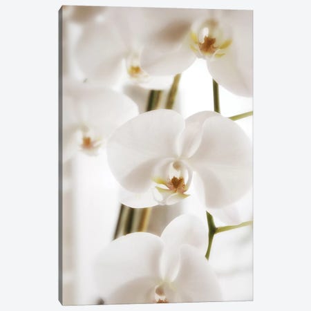 White Orchid Flowers Canvas Print #SVN60} by Savanah Plank Canvas Artwork