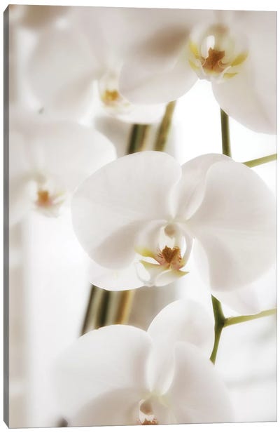 White Orchid Flowers Canvas Art Print - Orchid Art