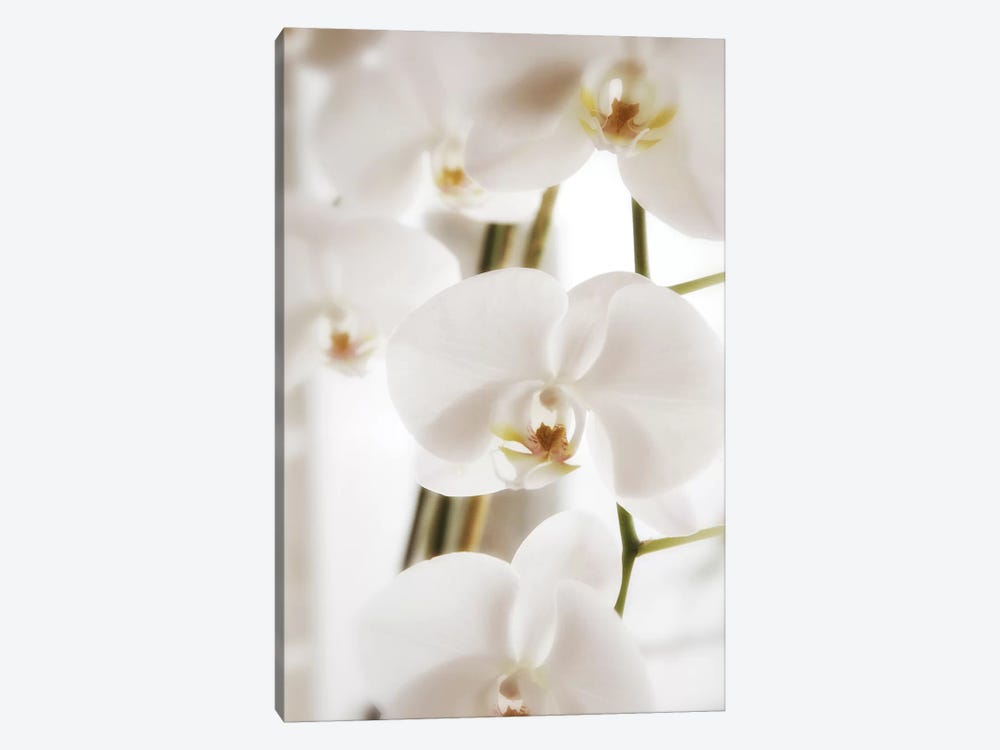 White Orchid Flowers by Savanah Plank 1-piece Art Print